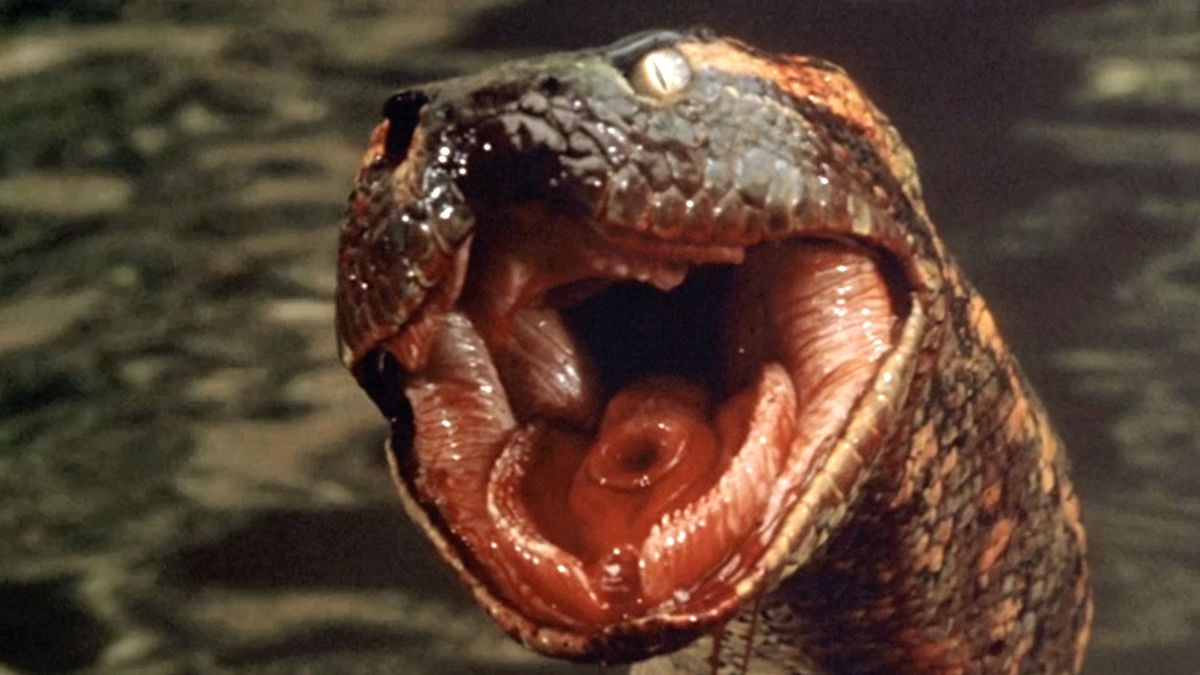 Remake de Anaconda: Jack Black y Paul Rudd enfrentan a la serpiente gigante